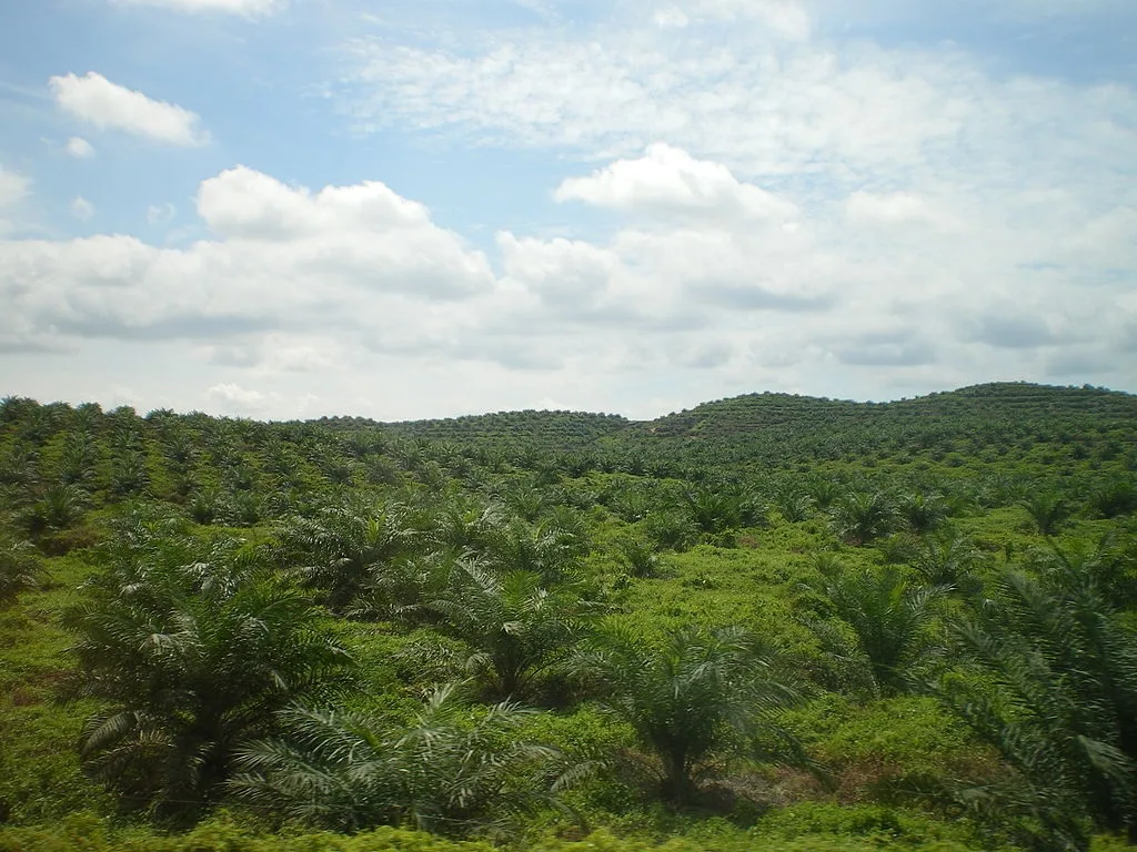 Palm Oil: The Good, the Bad and the Coy
