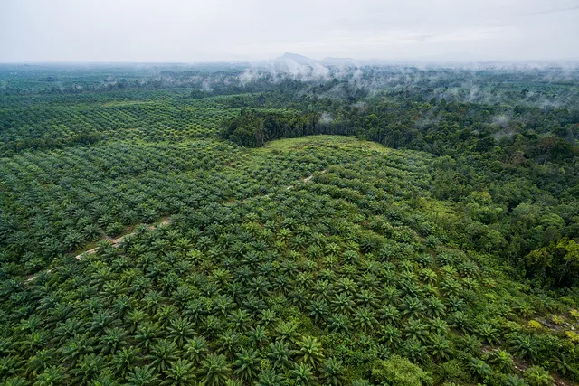 Commentary: EU’s palm oil curb may hurt campaign to save forests